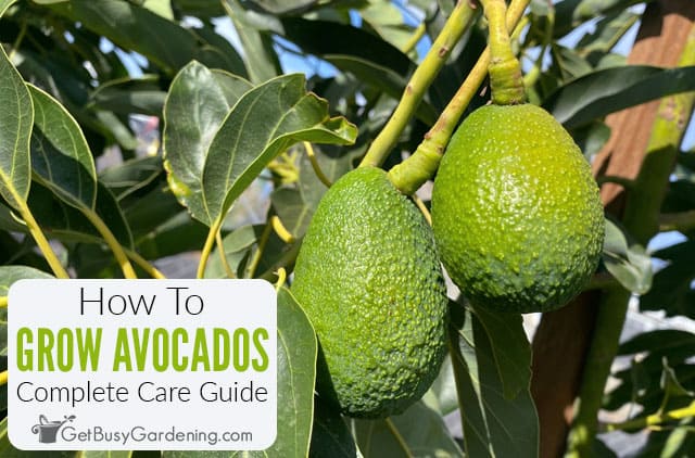 How To Grow An Avocado Tree