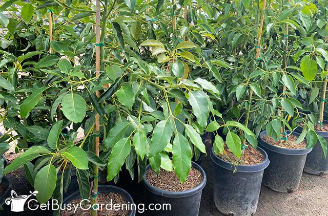 Avocado trees growing in pots