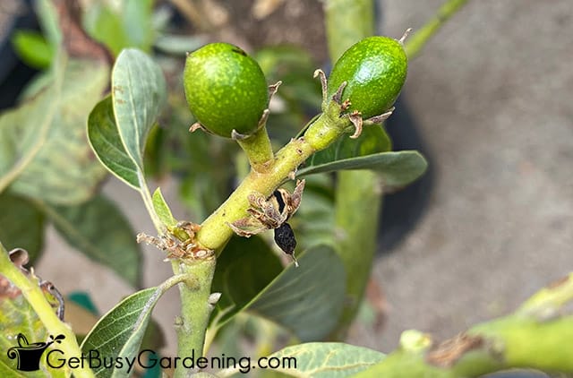 Baby avocados forming after pollination