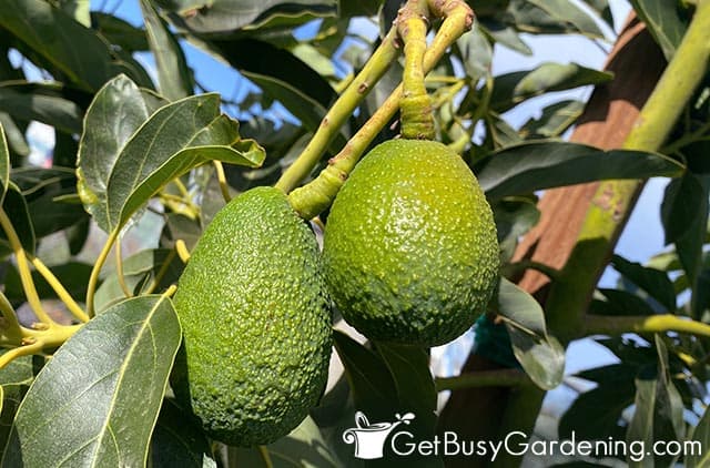 Different avocado growing stages