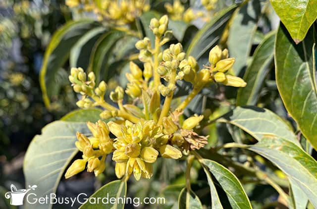 Flower buds on a mature avocado tree