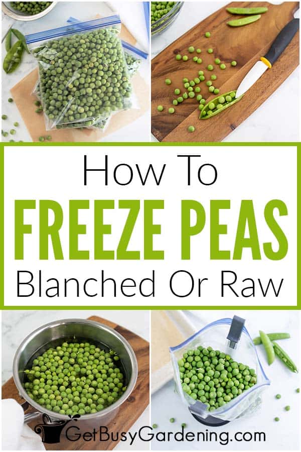 How To Freeze Peas Blanched Or Raw