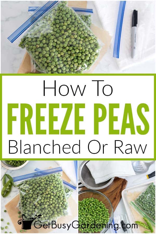 How To Freeze Peas Blanched Or Raw