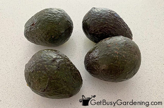 Freshly picked avocados ripening on the counter