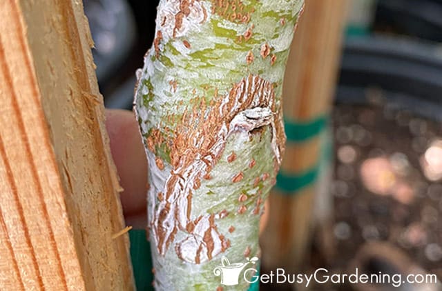 Grafted stem on an avocado tree