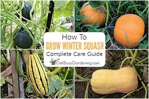 How To Grow Winter Squash At Home