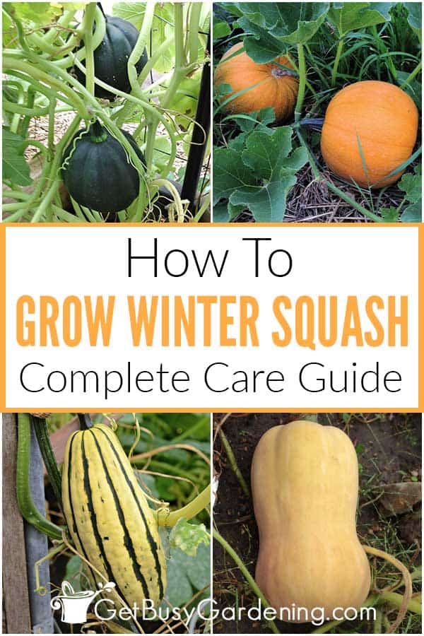 How To Grow Winter Squash Complete Care Guide