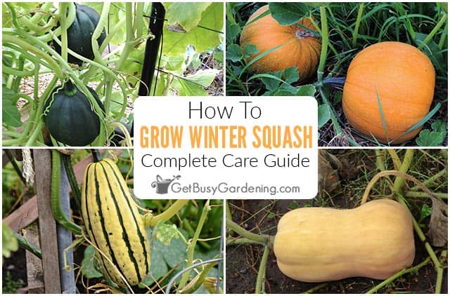 How To Grow Winter Squash At Home