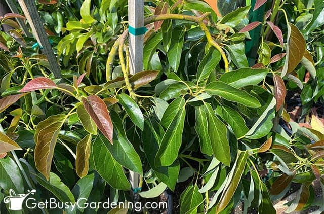 Healthy leaves on avocado tree