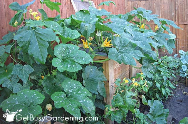Healthy winter squash plant growing in the garden
