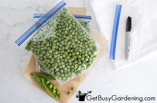 Peas ready to be frozen