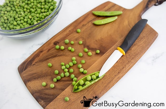 Removing peas from the pods to freeze