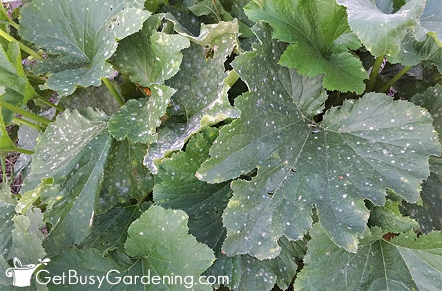 White powdery mildew spots on winter squash leaves
