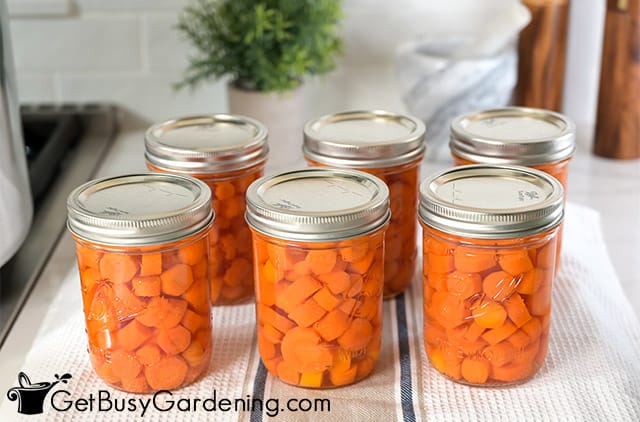 Canned carrots cooling after processing