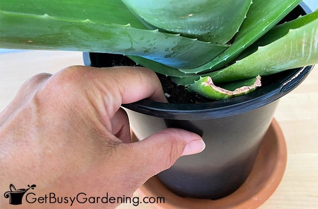 Checking if aloe vera needs water with my finger