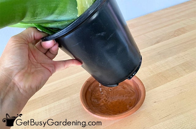 Excess water draining from aloe vera pot