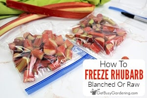 How To Freeze Rhubarb (With Or Without Blanching)