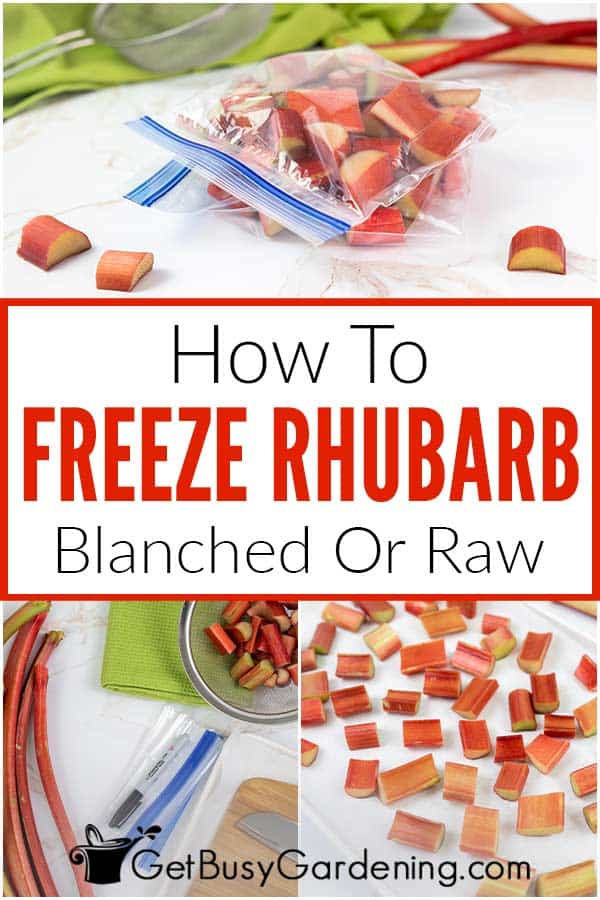 How To Freeze Rhubarb Blanched Or Raw