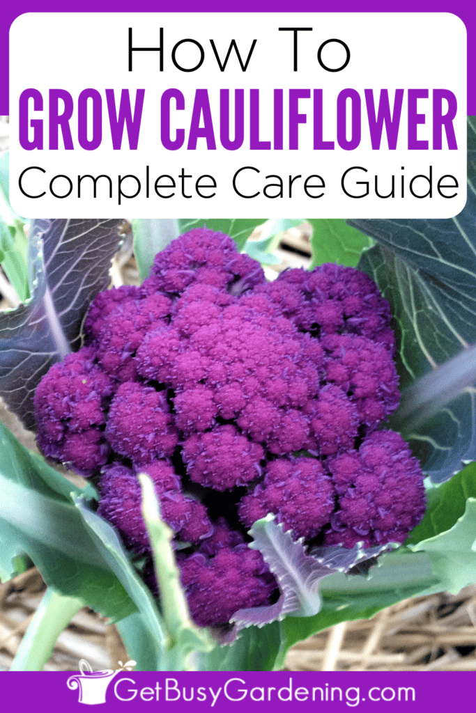 How To Grow Cauliflower Complete Care Guide