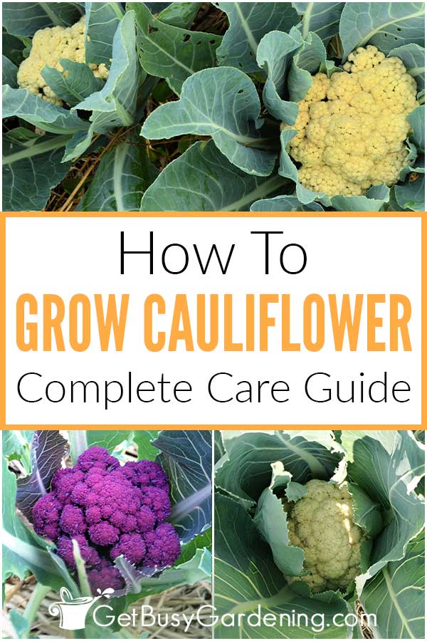 How To Grow Cauliflower Complete Care Guide