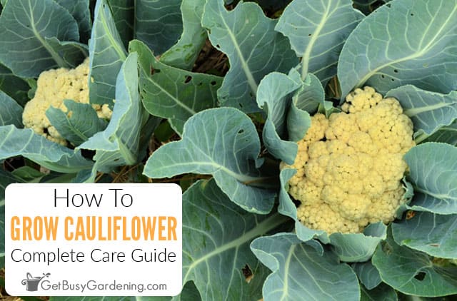 How To Grow Cauliflower At Home