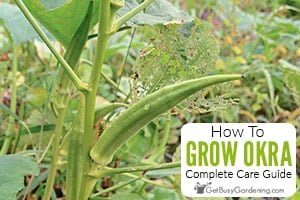 How To Grow Okra At Home