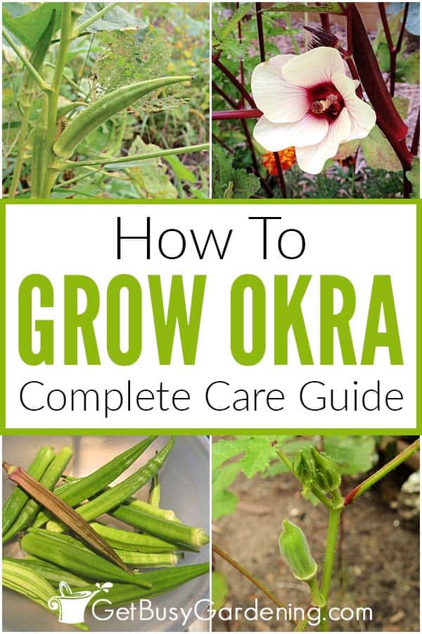 How To Grow Okra Complete Care Guide