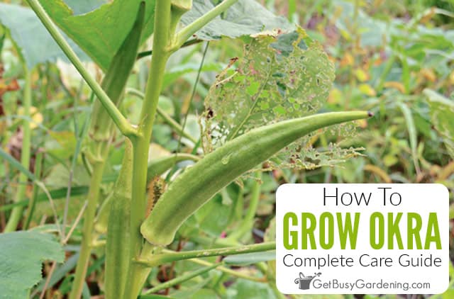 How To Grow Okra At Home