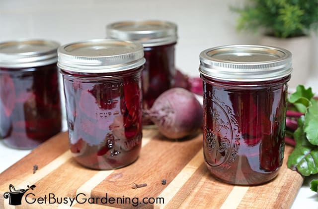 Jars of pickled beets ready to refrigerate