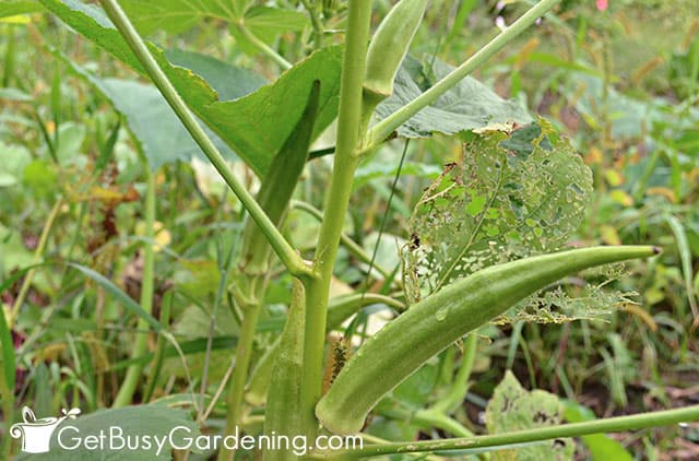 Mature okra ready to harvest