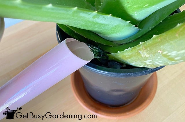 Pouring water into potted aloe vera
