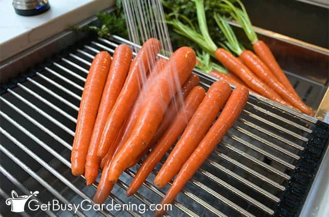 Rinsing carrots before canning