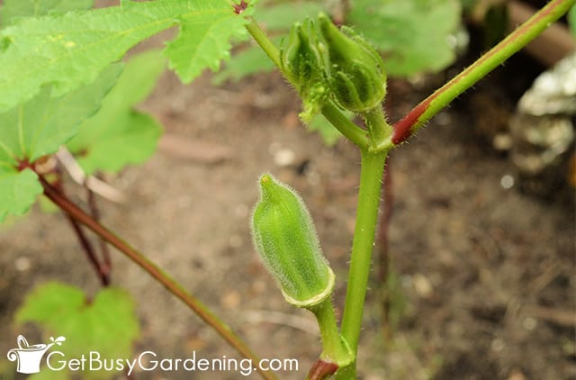 Small okra starting to form on the plant