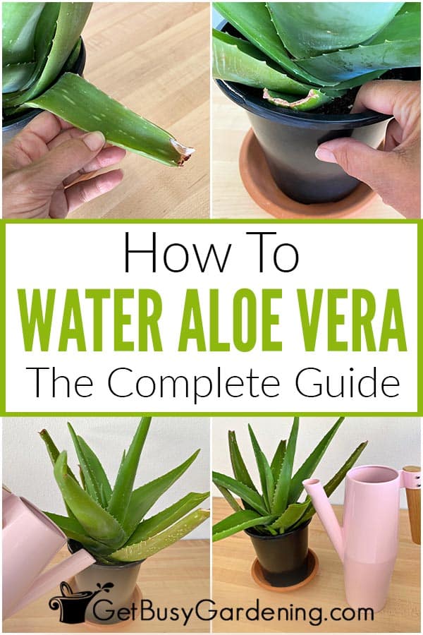How To Water Aloe Vera The Complete Guide