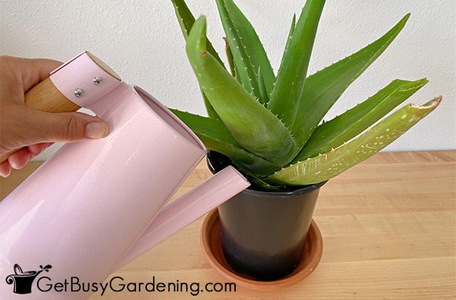 Watering aloe vera plant from the top