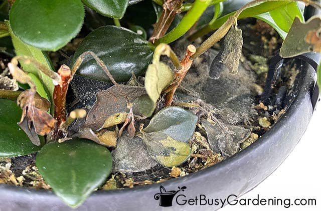 Brown leaves on goldfish plant