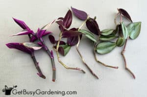 Propagating Wandering Jew (Tradescantia) In Water Or Soil - Get Busy