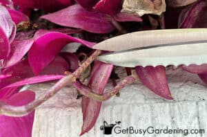 Propagating Wandering Jew (Tradescantia) In Water Or Soil - Get Busy