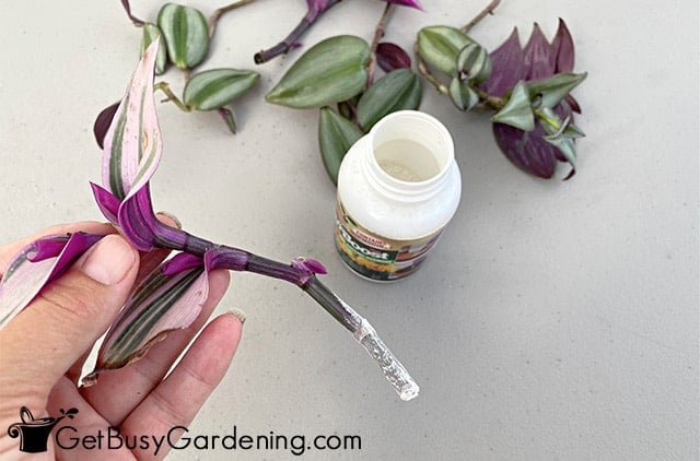 Dusting wandering jew with rooting hormone