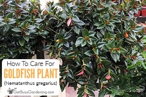 How To Care For Goldfish Plant (Nematanthus gregarius)