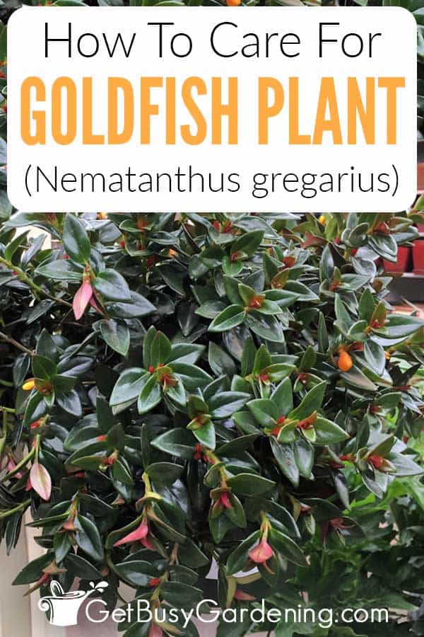 How To Care For Goldfish Plant (Nematanthus gregarius)