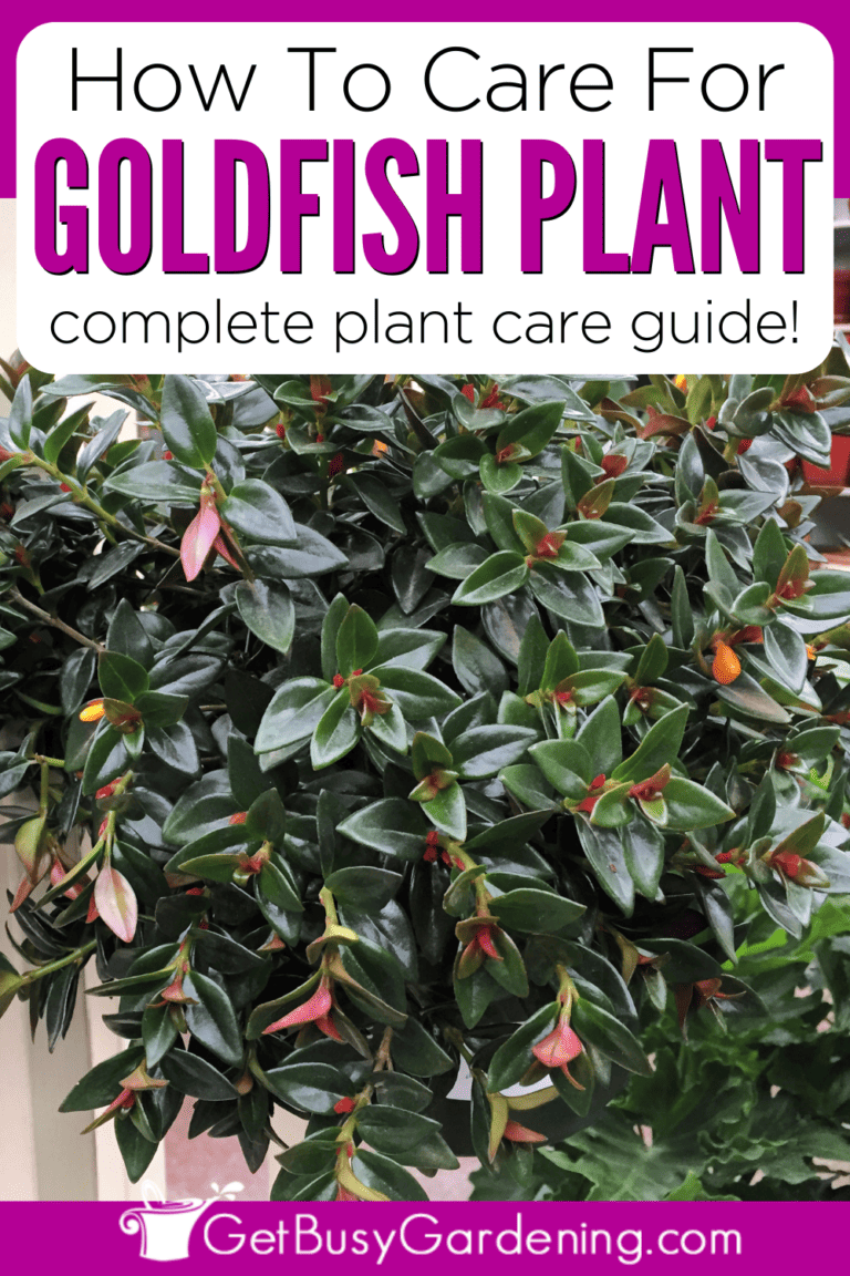 Image showcasing Goldfish Plant Care Guide: How To Grow Nematanthus gregarius - Get Busy ...