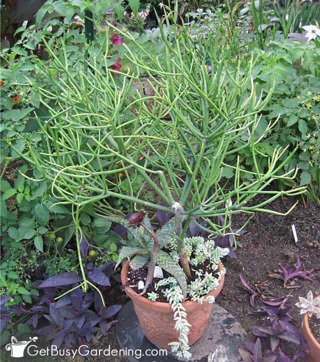 Growing Euphorbia tirucalli in a pot
