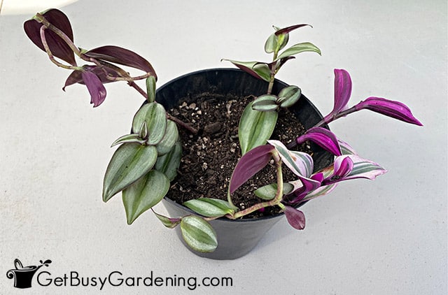 New baby Tradescantia all potted up