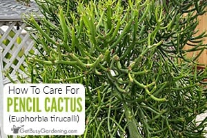 How To Care For Pencil Cactus (Euphorbia tirucalli)