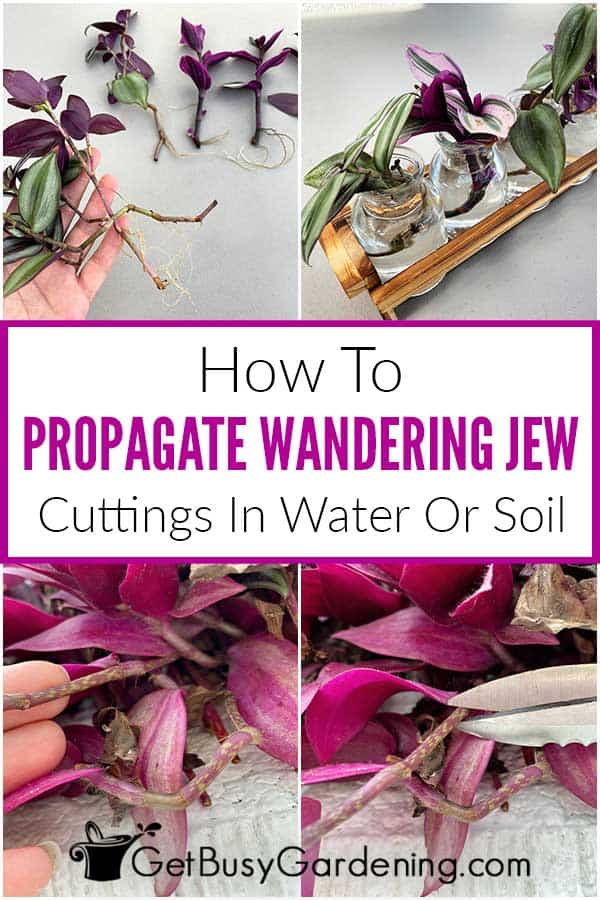 rooting wandering jew cuttings in water