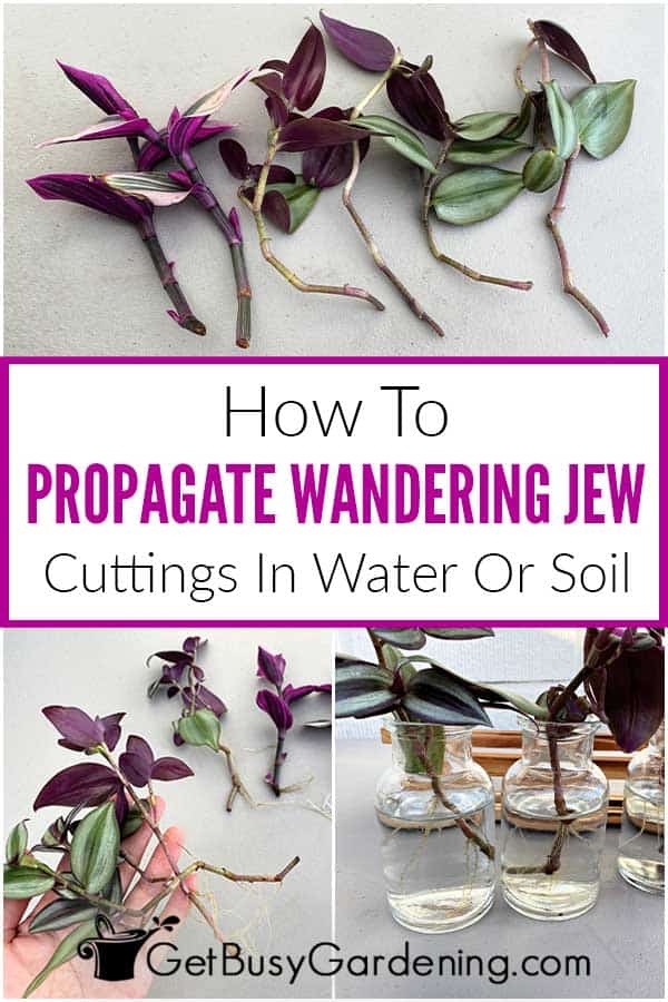 How To Propagate Wandering Jew Cuttings In Water Or Soil