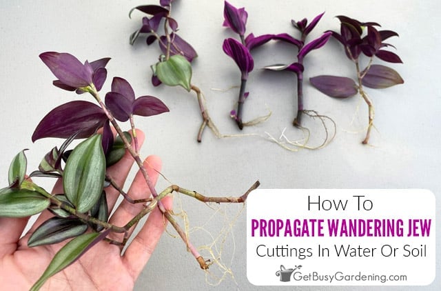 How To Propagate Wandering Jew (Tradescantia) In Water Or Soil