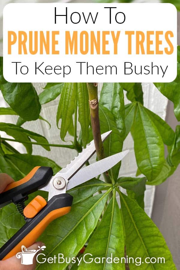 How To Prune Money Trees To Keep Them Bushy