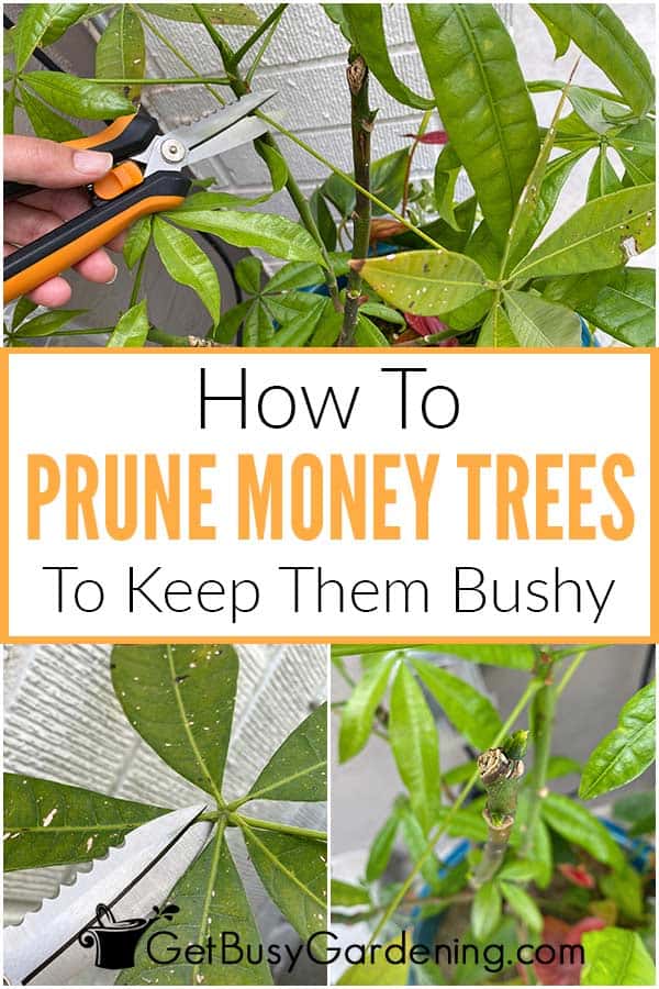 How To Prune Money Trees To Keep Them Bushy